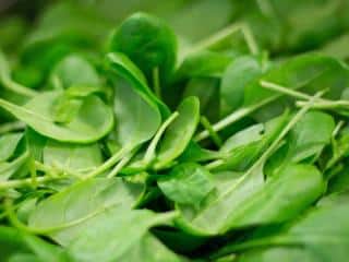 Harvesting spinach