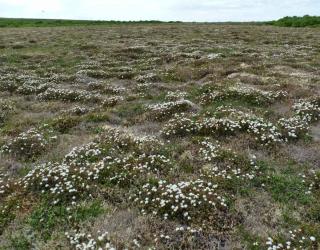 Health benefits of labrador tea