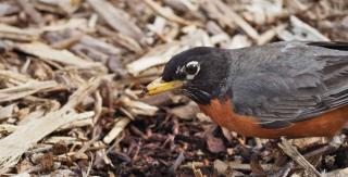 healthy soil with mulch cover