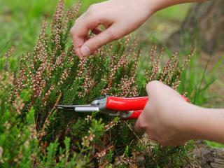 Heather pruning