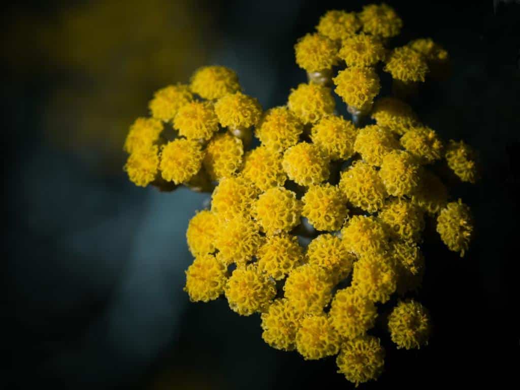 Helichrysum italicum, italian everlasting