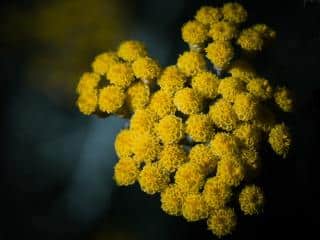 Helichrysum italicum, italian everlasting