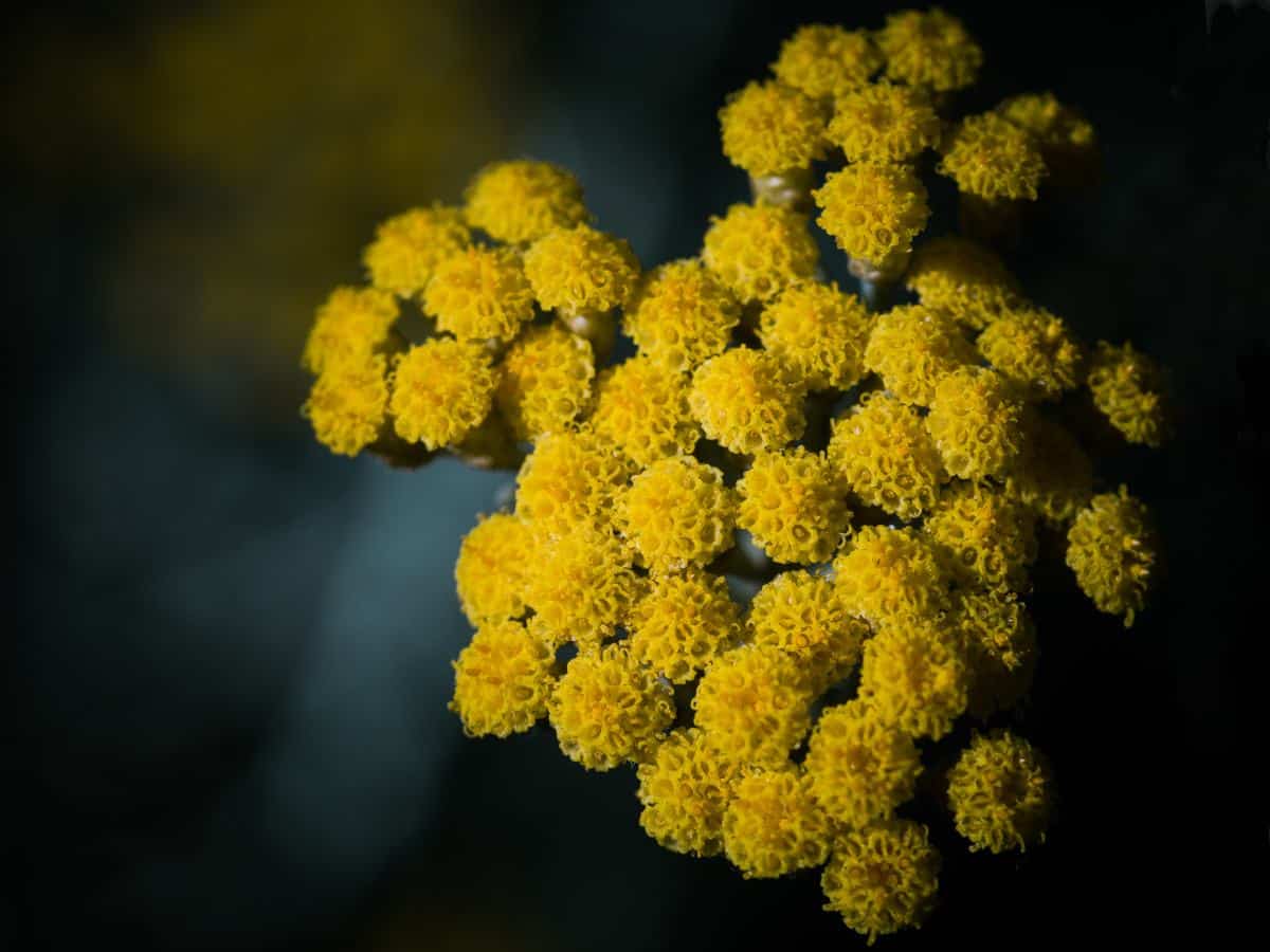 Helichrysum italicum, italian everlasting