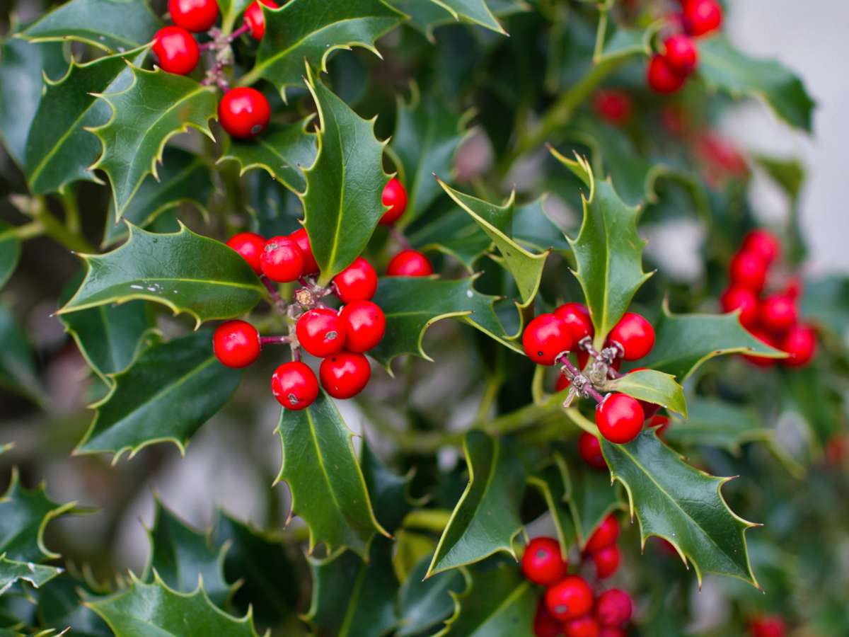 Holly ilex