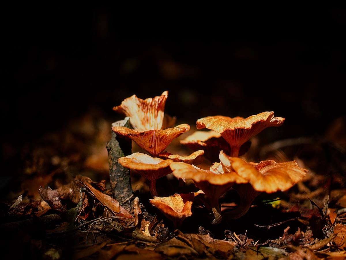 Armillaria, honey fungus