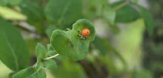 Disease on honeysuckle