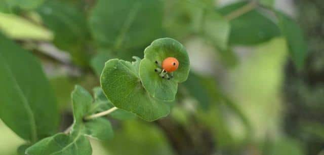 Disease on honeysuckle