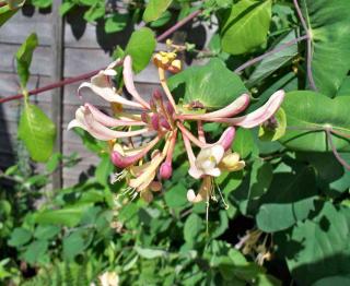 Exposure for honeysuckle