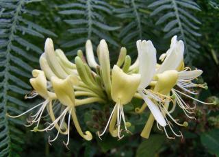 Planting honeysuckle