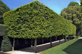 Hornbeam hedge