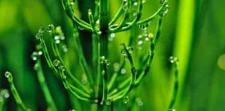 Water horsetail