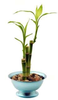 how to grow and care for lucky bamboo