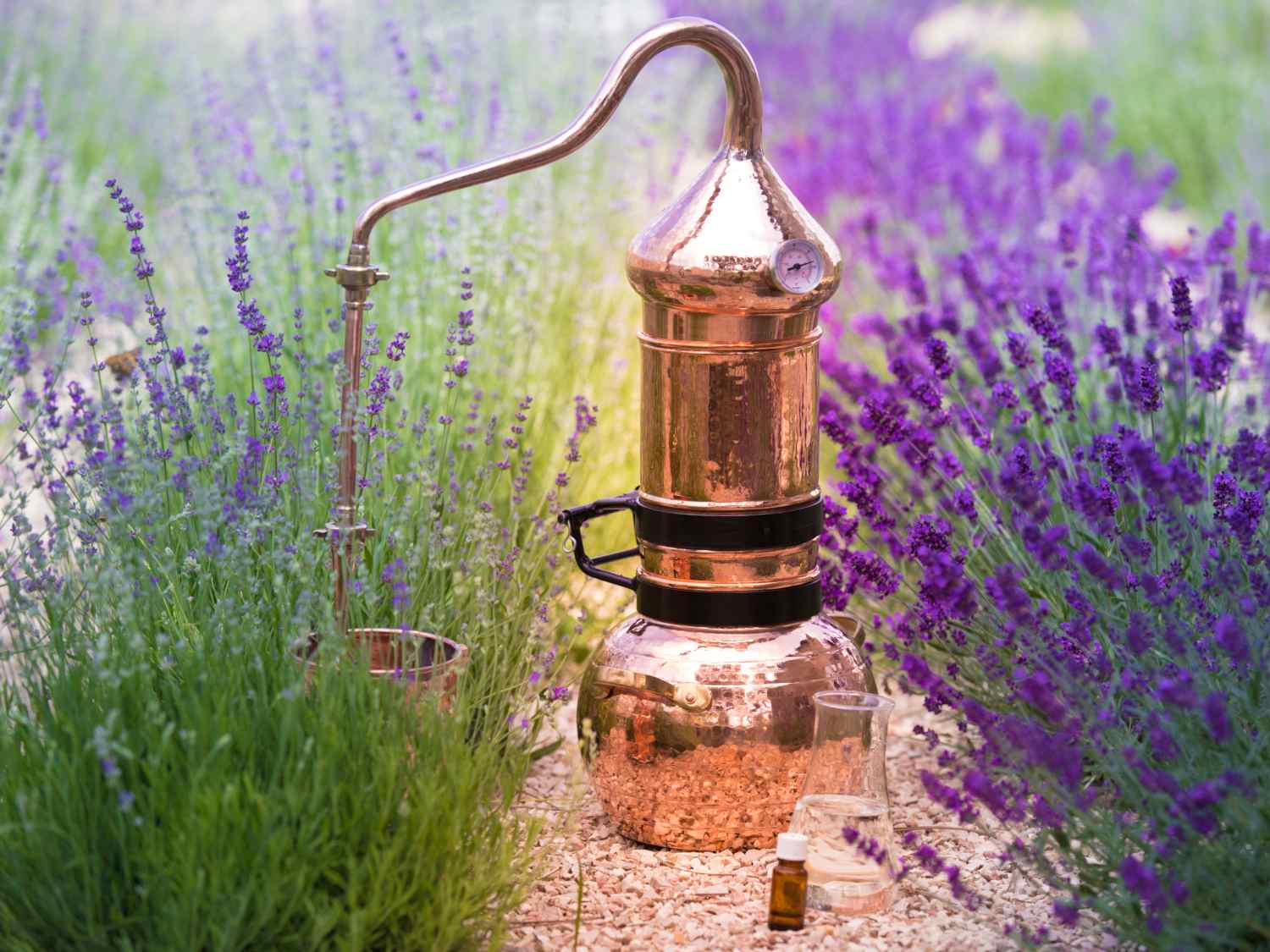 Lavender oil