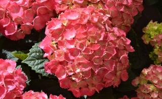 Pink hydrangea