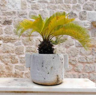 Care for indoor palm in summer
