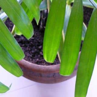 Watering an indoor palm