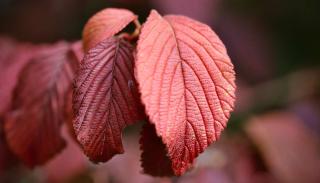 Japanese snowball leaves