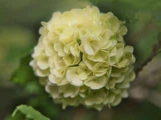 Round japanese snowball flower