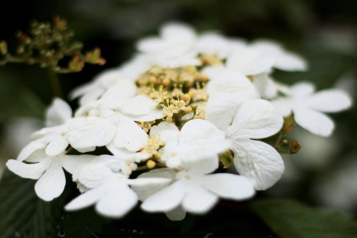 Japanese snowball