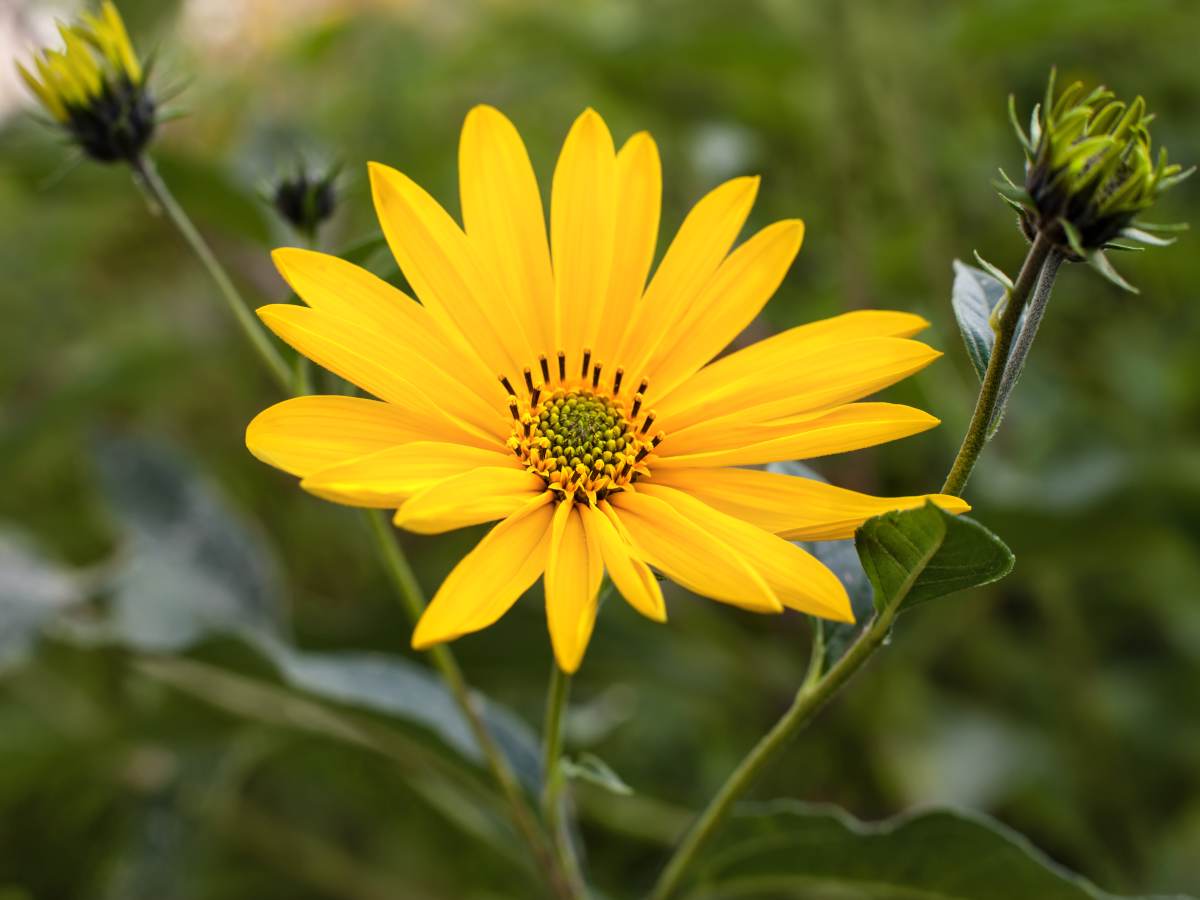 Jerusalem artichoke growing and care