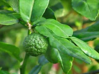 Planting kaffir lime