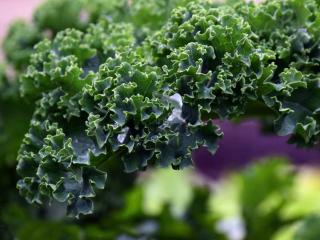 Growing kale for its benefits