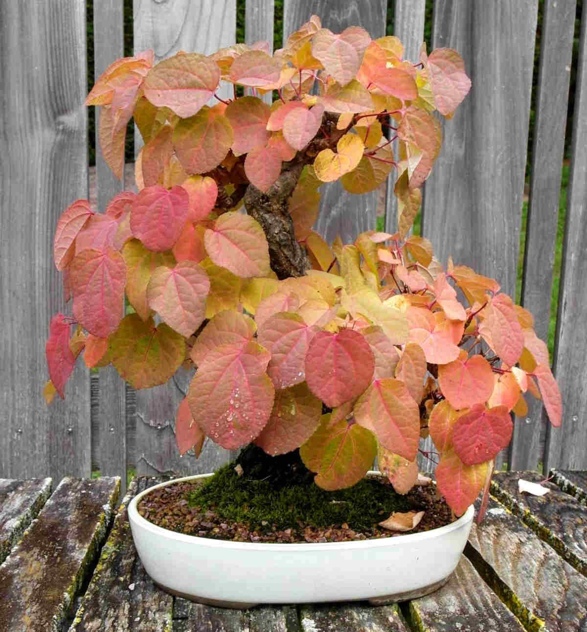 katsura bonsai