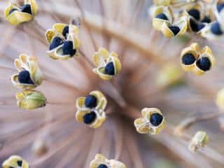 keeping leek seeds