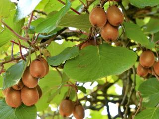 Kiwi vine summer care