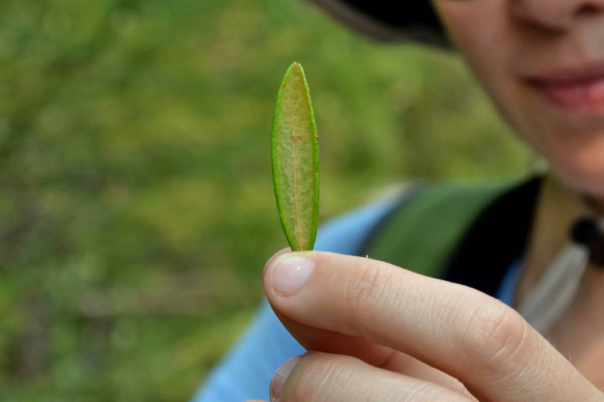 Benefits of labrador tea