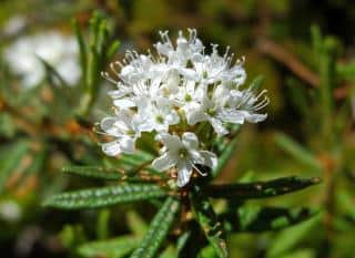 Benefits of labrador tea plant