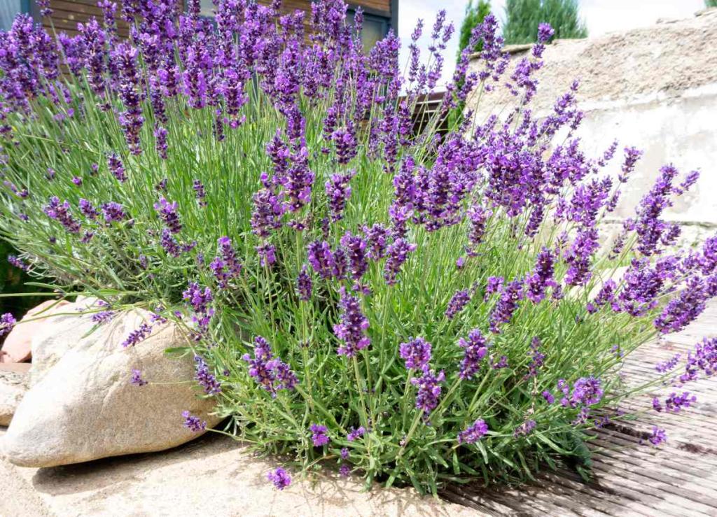 lavender
