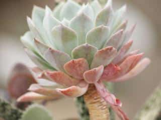 leggy echeveria