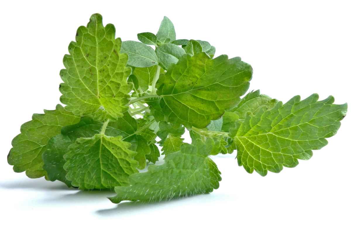 Lemon balm benefits