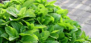 Growing lemon balm for its benefits