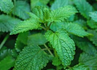 Health benefits of lemon balm