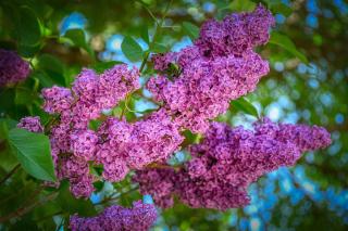 lilac blooming