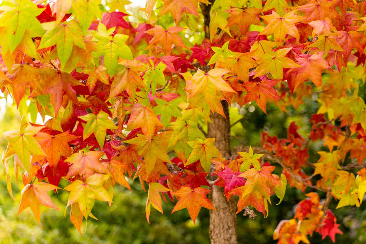 liquidambar tree