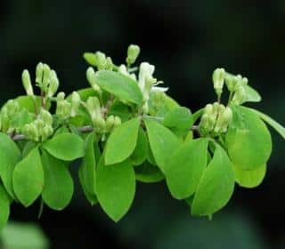 Pruning lonicera