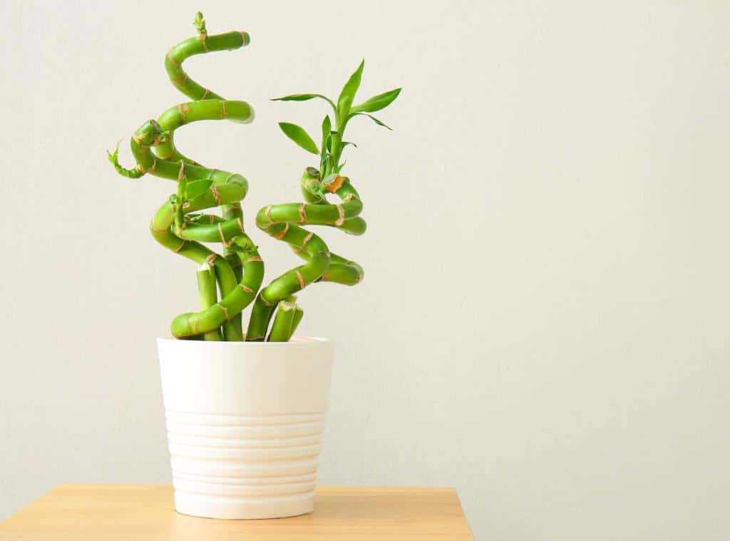 lucky bamboo