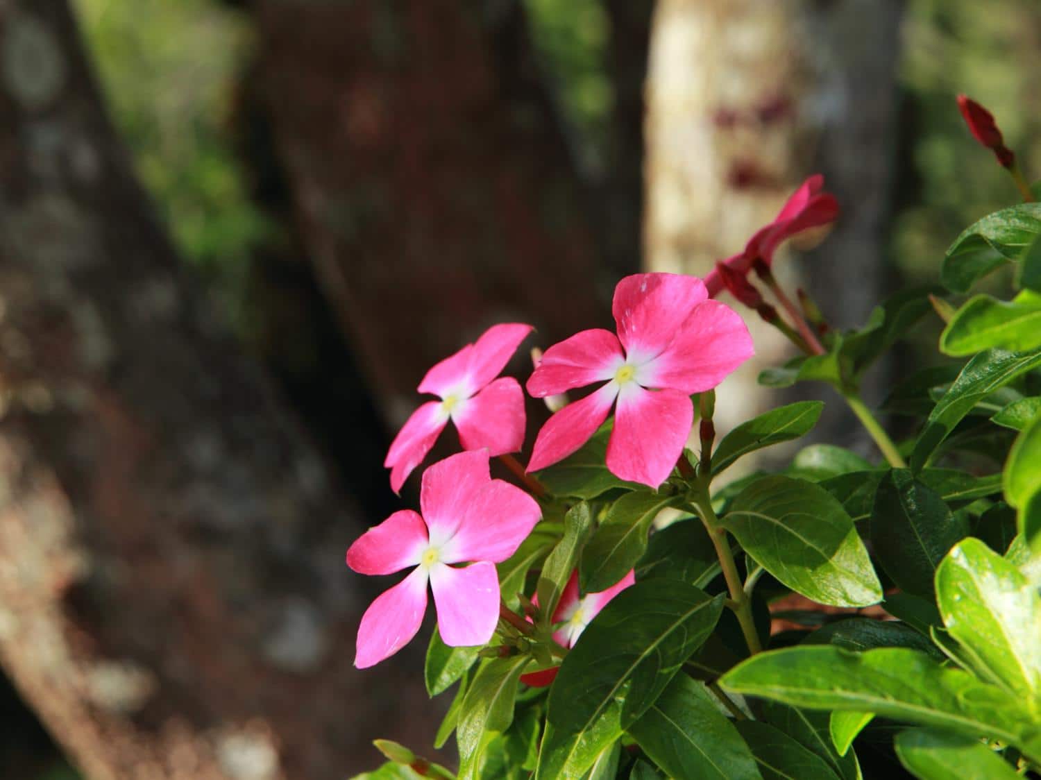 Madagascar periwinkle