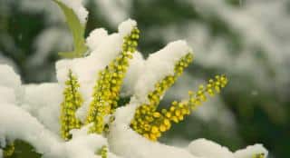 Snow with mahonia