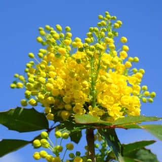 Winter-blooming mahonia