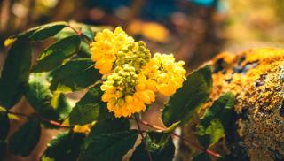 Yellow mahonia