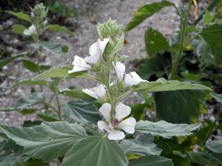 Althaea officinalis planting