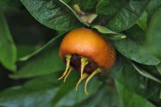 Medlar planting