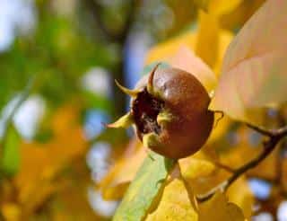 Diseases and pests on medlar