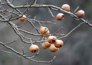 Medlar harvest