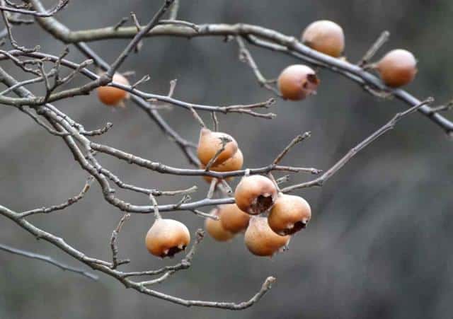 Medlar harvest