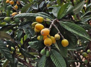 Japanese medlar